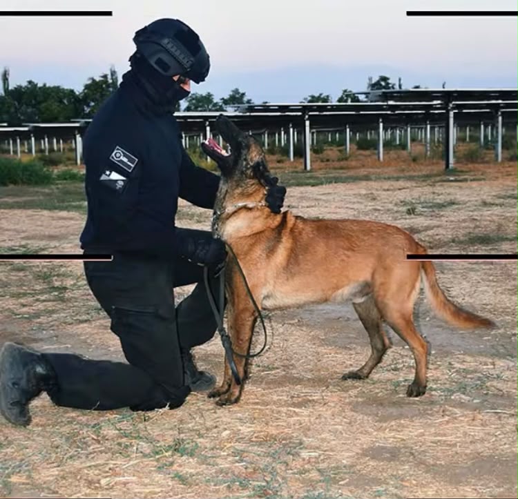 Guardia táctico trabajando con su perro de seguridad en adiestramiento